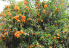 South Mountain Nursery Tecoma X Orange Jubilee 'Tecoma Alata' Seeds - Flaming Bells, Orange