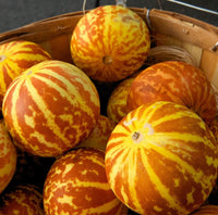 South Mountain Nursery Tigger Melon - 20 Seeds - Exotic Garden Fruit - Sweet Melons