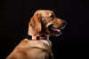 Touchdog ®'Lumiglow' 2-in-1 USB Charging LED Lighting Water-Resistant Dog Leash and Collar