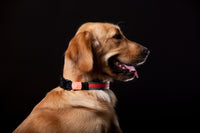 Touchdog ®'Lumiglow' 2-in-1 USB Charging LED Lighting Water-Resistant Dog Leash and Collar
