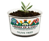 Olive Tree Grow Kit | Grow Mediterranean Olive from Seed | Seeds In A Cup®