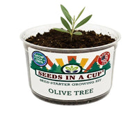 Olive Tree Grow Kit | Grow Mediterranean Olive from Seed | Seeds In A Cup®