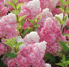 South Mountain Nursery Vanilla Strawberry Hydrangea Seeds - Beautiful Attractive Showy and