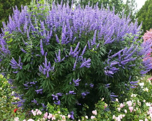 South Mountain Nursery Vitex Angus - Chaste Tree, Purple Flowers