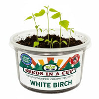 Birch Tree Grow Kit | Grow White Birch from Seed | Seeds In A Cup®