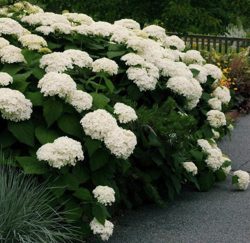 South Mountain Nursery White Hydrangea Seeds - Beautiful Attractive Showy and Hardy