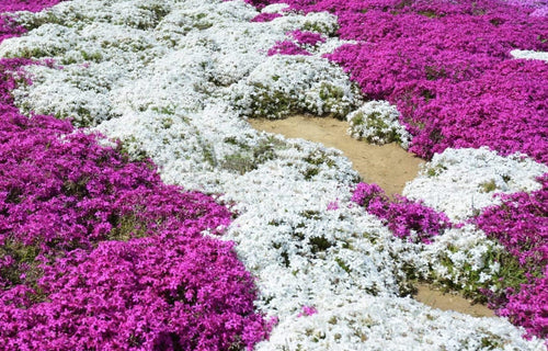 South Mountain Nursery White Magic Creeping Thyme Seeds - Thymus Serpyllum - Heirloom Ground