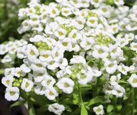 South Mountain Nursery White Magic Creeping Thyme Seeds - Thymus Serpyllum - Heirloom Ground