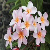 White Orange Plumeria Plant - 5 Seeds - Lei Hawaiian Garden Fragrant, Easy to Grow & Low-Maintenance South Mountain Nursery