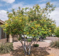 South Mountain Nursery Yellow Pride of Barbados - Mexican Desert Yellow Flowering Bird of